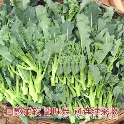 绿西兰苔种子 有机西洋芥兰种子 长茎小西兰花 青花笋 西洋芥蓝籽图3