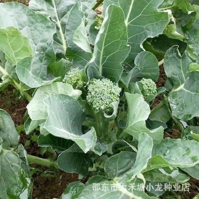 绿西兰苔种子 有机西洋芥兰种子 长茎小西兰花 青花笋 西洋芥蓝籽图4