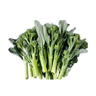 绿西兰苔种子 有机西洋芥兰种子 长茎小西兰花 青花笋 西洋芥蓝籽图5