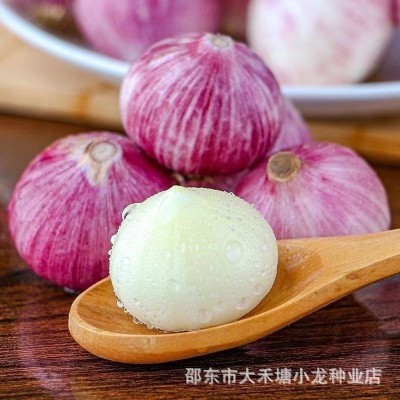 【新品优质独头蒜】单头蒜种籽圆头薄皮蒜种单头大蒜独头大蒜图2