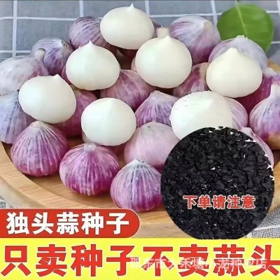 【新品优质独头蒜】单头蒜种籽圆头薄皮蒜种单头大蒜独头大蒜