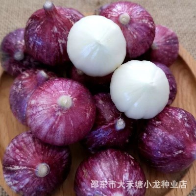 【新品优质独头蒜】单头蒜种籽圆头薄皮蒜种单头大蒜独头大蒜图4