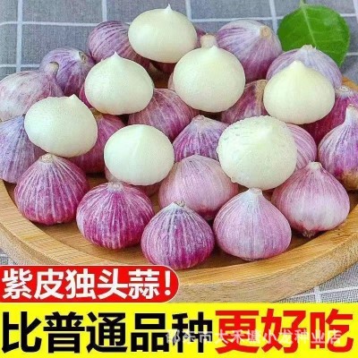 【新品优质独头蒜】单头蒜种籽圆头薄皮蒜种单头大蒜独头大蒜图3