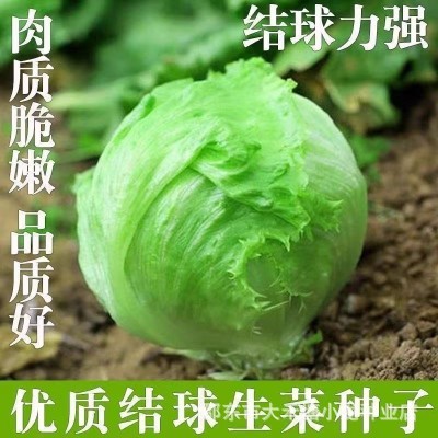 结球生菜种子圆生菜春夏秋四季播生菜种子/球菜种子球生菜生菜籽