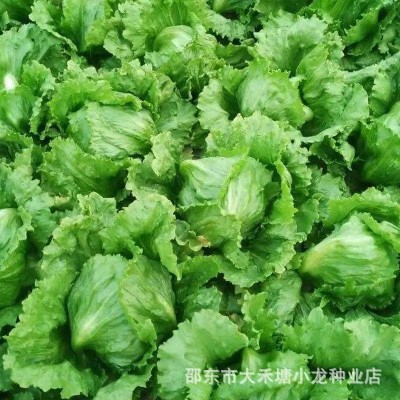 结球生菜种子圆生菜春夏秋四季播生菜种子/球菜种子球生菜生菜籽图5