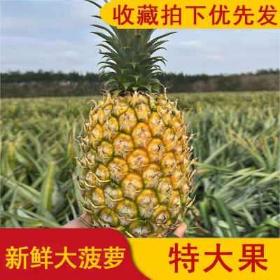 新鲜大菠萝特大果个金钻糖心当季热带水果蔬果
