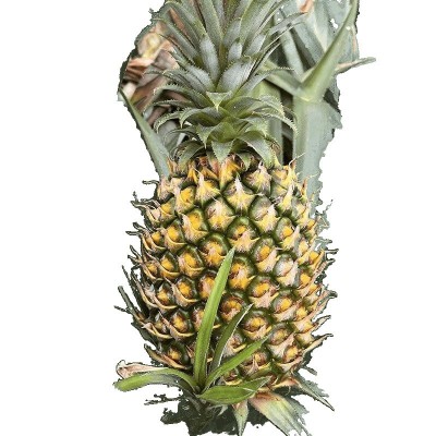 新鲜大菠萝特大果个金钻糖心当季热带水果蔬果图5