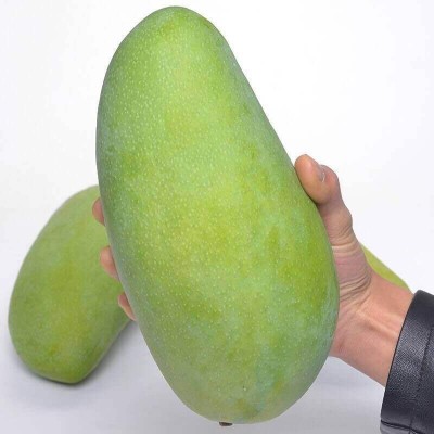 10斤带箱包邮大玉芒青芒新鲜水果大芒果果甜心热金煌芒水果