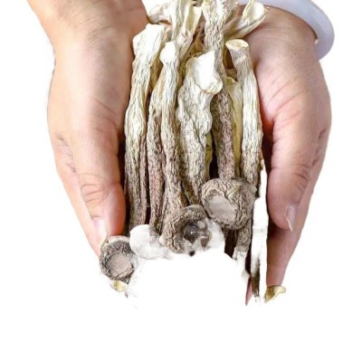 鹿茸菌无熏硫鹿茸菇新干香菇干货鹿茸菇煲汤食材干货鹿茸菇图5