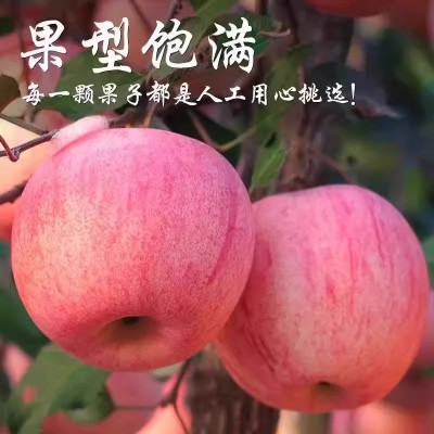 原产地发陕西洛川红富士苹果新鲜水果当季冰糖心一级脆甜整箱包邮图2