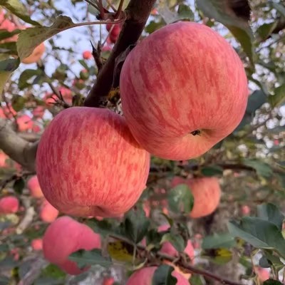 原产地发陕西洛川红富士苹果新鲜水果当季冰糖心一级脆甜整箱包邮图3