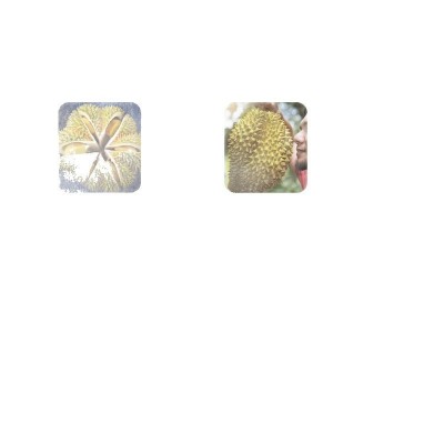 正宗泰国金枕榴莲10斤新鲜一整个带壳当季整箱水果巴掌肉顺丰可选图5