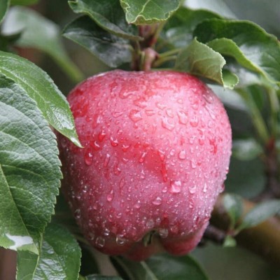 甘肃天水花牛苹果蛇红粉面沙甜婴儿辅食水果刮泥宝宝老人吃面苹果图3