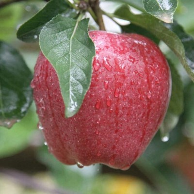 甘肃天水花牛苹果蛇红粉面沙甜婴儿辅食水果刮泥宝宝老人吃面苹果