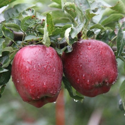 甘肃天水花牛苹果蛇红粉面沙甜婴儿辅食水果刮泥宝宝老人吃面苹果图2