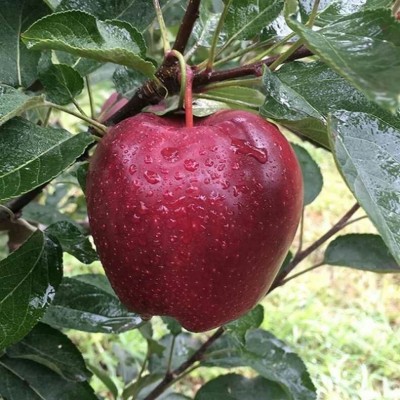 甘肃天水花牛苹果蛇红粉面沙甜婴儿辅食水果刮泥宝宝老人吃面苹果图4