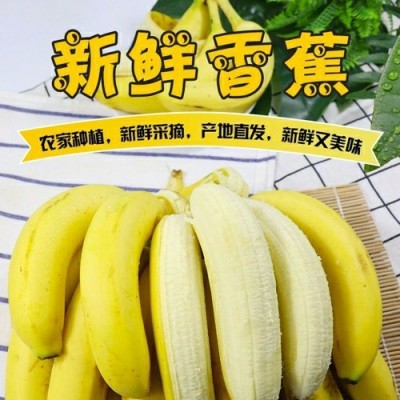 威廉斯香蕉9斤现砍现发新鲜应季水果老幼皆宜