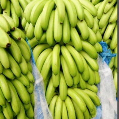威廉斯香蕉9斤现砍现发新鲜应季水果老幼皆宜图2