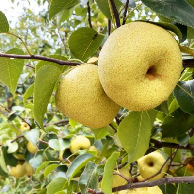 砀山酥梨青皮梨子安徽新鲜5斤当季皇冠梨梨鸭梨雪梨翠冠梨一件图2