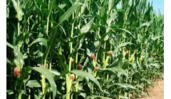 玉米地里种西瓜：一场土地与阳光的浪漫共谋