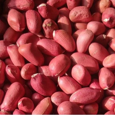 粒红皮花生带壳新鲜货晒干红衣花生生花生带壳500克散装图4