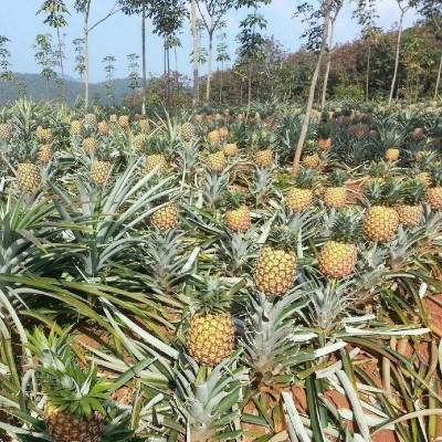 菠萝大菠萝手撕香水菠萝凤梨水果精装带箱图3