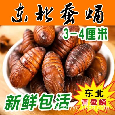 长年大量供应新鲜蚕蛹柞蚕蛹茧蛹批发新鲜东北蚕蛹3-4厘米图2