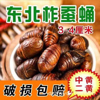 新鲜东北蝉蛹长年供应大量新蚕蛹柞蚕蛹茧蛹批发3-4厘米