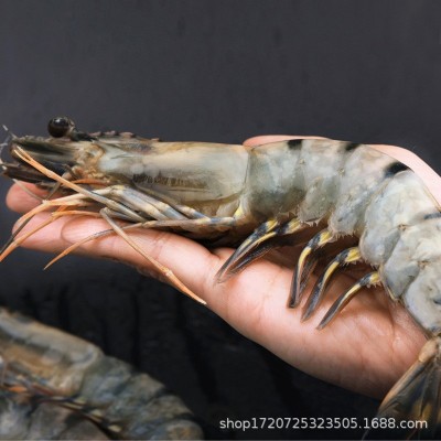 黑虎虾超大新鲜大虾老虎虾鲜活虎虾基围虾特大速冻海鲜斑竹九节虾图2