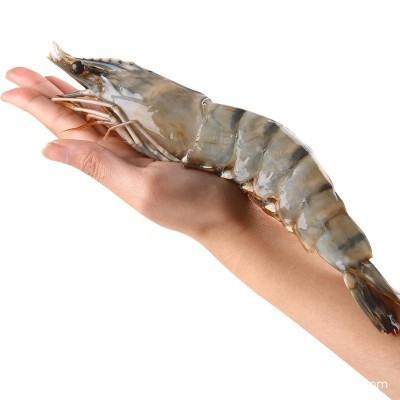 黑虎虾超大新鲜大虾老虎虾鲜活虎虾基围虾特大速冻海鲜斑竹九节虾图5