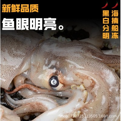 超大鱿鱼新鲜野生海捕整只鱿鱼冷冻海鲜水产火锅配菜烧烤食材批发图2