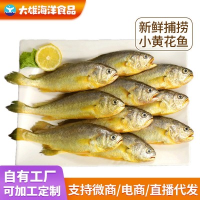 黄鱼小黄花鱼特大新鲜海捕新鲜海鲜批发大黄鱼整条