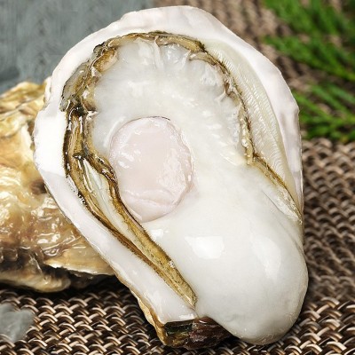 半壳生蚝特大原浆牡蛎鲜活冷冻新鲜带壳生蚝烧烤商用批发图2