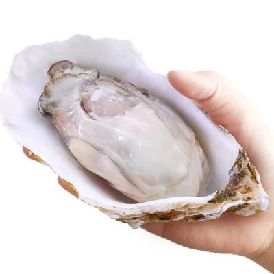 半壳生蚝特大原浆牡蛎鲜活冷冻新鲜带壳生蚝烧烤商用批发图5