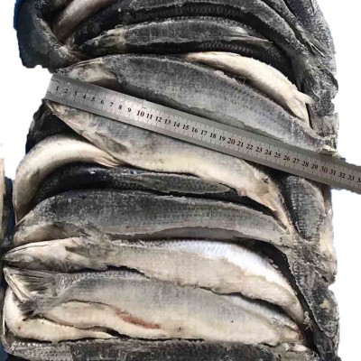 供应冷冻海鲜青鱼冻鲱鱼箱装大宗批发整鱼太平洋深海捕捞深海冻鲜图4