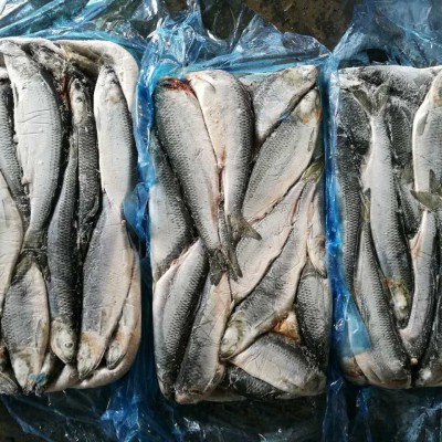 供应冷冻海鲜青鱼冻鲱鱼箱装大宗批发整鱼太平洋深海捕捞深海冻鲜