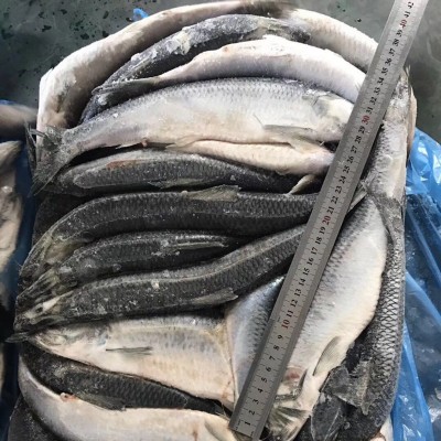 供应冷冻海鲜青鱼冻鲱鱼箱装大宗批发整鱼太平洋深海捕捞深海冻鲜图3