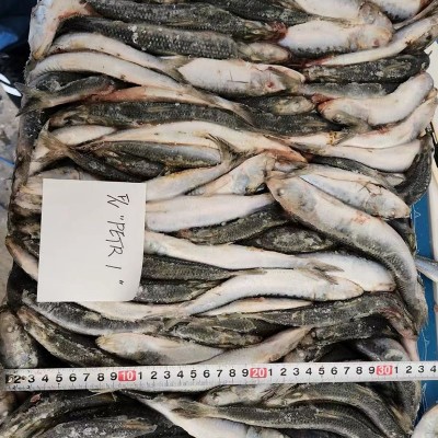 批发冷冻沙丁鱼太平洋原包装原条船冻23KG每件海水海鲜