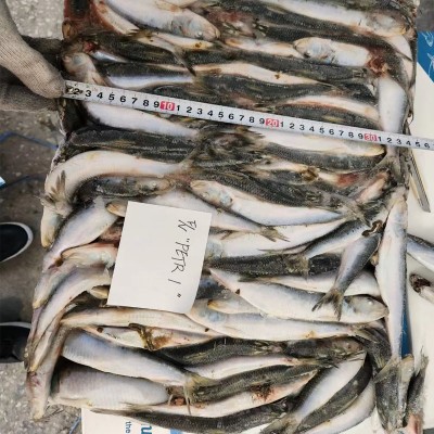 批发冷冻沙丁鱼太平洋原包装原条船冻23KG每件海水海鲜图4