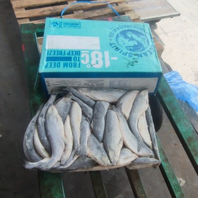 冻鱼冷冻鲱鱼青鱼深海捕捞海产品水产冷链运输野生海水野生青鱼图3