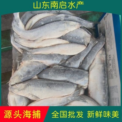 冻鱼冷冻鲱鱼青鱼深海捕捞海产品水产冷链运输野生海水野生青鱼