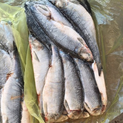 冻鱼冷冻鲱鱼青鱼深海捕捞海产品水产冷链运输野生海水野生青鱼图2