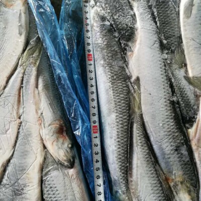 冻鱼冷冻鲱鱼青鱼深海捕捞海产品水产冷链运输野生海水野生青鱼图4