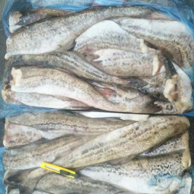 速冻保鲜阿拉斯加狭鳕深海去头鳕鱼两去冷冻去内脏鳕鱼排商用鳕鱼图3