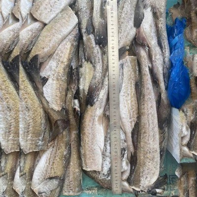 速冻保鲜阿拉斯加狭鳕深海去头鳕鱼两去冷冻去内脏鳕鱼排商用鳕鱼