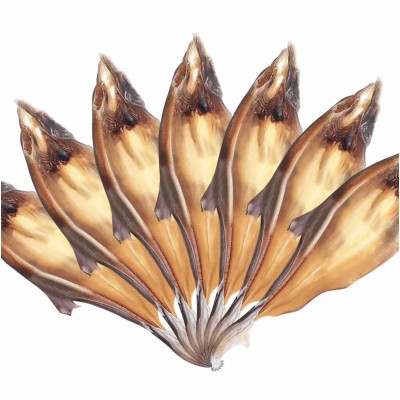 [广西北海特产小鲨鱼干风干海鱼干货宠物磨牙小鱼干海鲜干货批发图3