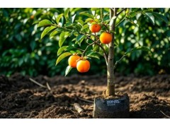 柿子树怎么移栽成活率高