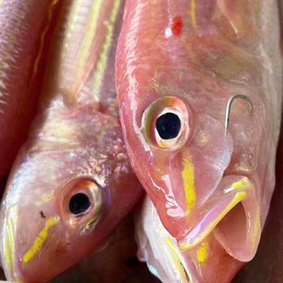 冰鲜新鲜金线鱼300至500克钓鲤金丝海鱼红衫鱼红三鱼海鱼量大询价图3