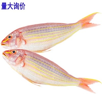 冰鲜新鲜金线鱼300至500克钓鲤金丝海鱼红衫鱼红三鱼海鱼量大询价图5