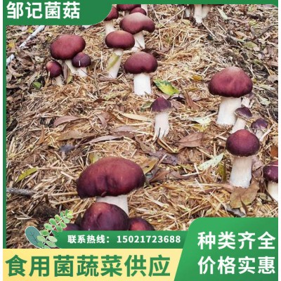 邹记菌菇 赤松茸批发 菌肉肥厚 煲汤炒菜鲜香浓郁 产地直供锁鲜直达